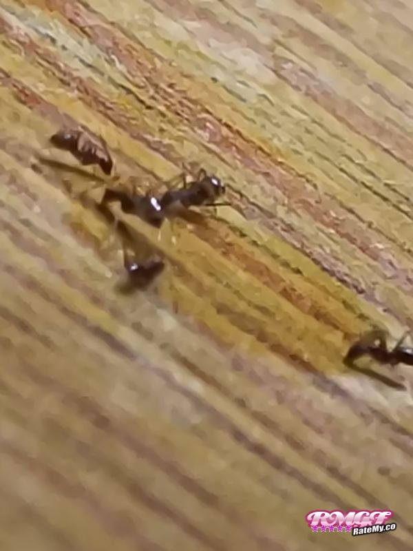 Rate girls (Hiib17373)