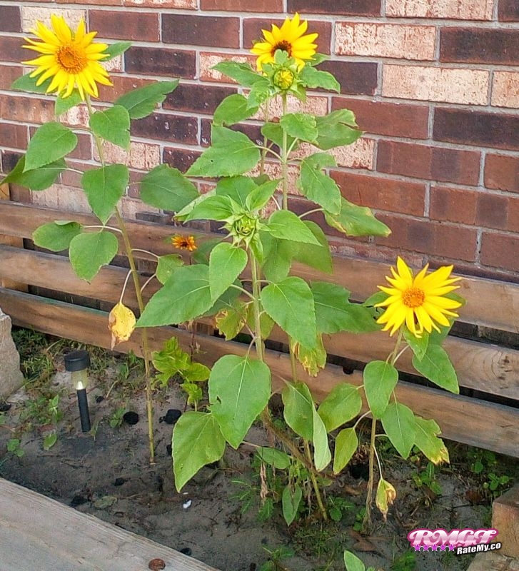 Rate guys (Pwnynoodz)