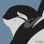EclipseTheOrca