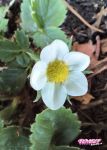 Netto0064 recently uploaded picture