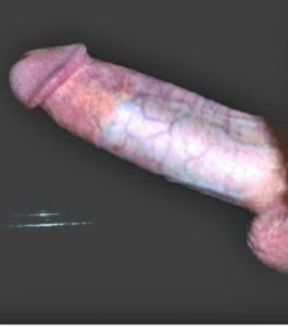 Obgyn989's Cock image