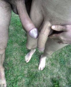 Sexymilf26's Cock image