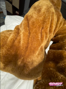 Gayfluffball's Ass image
