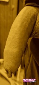 Steve61971's Cock image