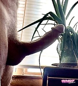 Everhard's Cock image